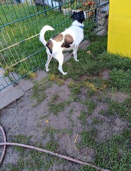 Fox Terrier Rüde ca 6 Jahre - Körner