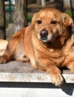 Taco: Charakterhund sucht passendes Heim - Schnarup-Thumby