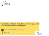 Wissenschaftlicher Mitarbeiter (m/w/d) Anatomie und Molekulare Neurobiologie - Münster