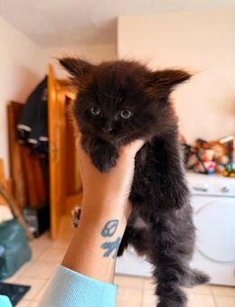Main Coon/ Bkh Kater schwarz 10 Wochen alt - Arnstein (Bayern)