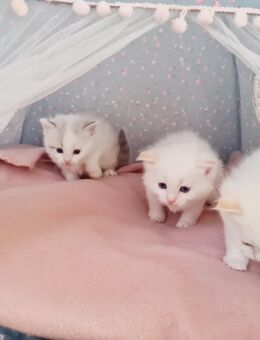 Ragdoll Kitten geimpft,entwurmt - Gelsenkirchen