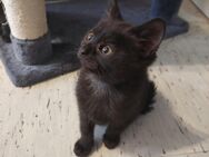 Bkh Kitten - Köln