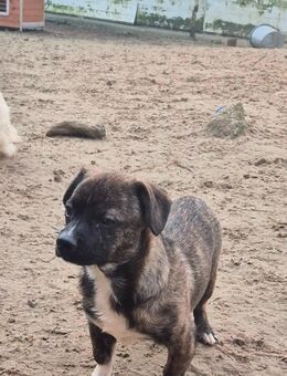 Unser Mischlingswelpe Rüde Flip ca, 4, Monate alt und ca 25 cm groß - Magdeburg Zentrum