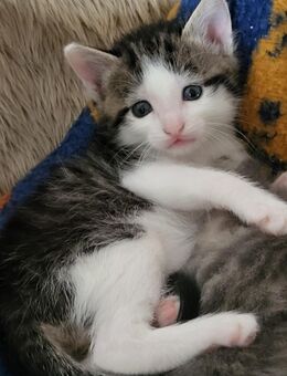 Kartäuser- Mix Kitten suchen ein schönes Zuhause - Waldalgesheim