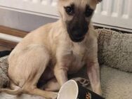 GIA ist ein zuckersüßes Hundekind - Hof