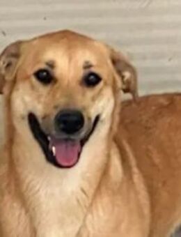 GINA - schüchtern und bezaubernd - Regensburg