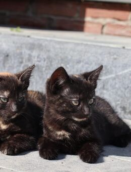 Kätzchen, Kitten, Katzenkinder, Katze - Belm