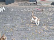 Katzen suchen liebevolles Zuhause - Wallhausen (Sachsen-Anhalt)