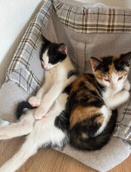 Kitten abzugeben - Melbeck