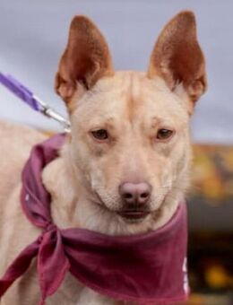 PORSCHE möchte eine treue Familie finden - Bad Bevensen