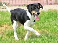 ORSO - ein hübscher Jack-Russell-Mix - Regensburg