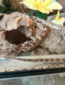 Kornnattern inkl. Terrarium & Zubehör dringend abzugeben in 93109