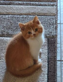 Bkh Kater mit Stammbaum direkt vom Züchter - Hartenfels