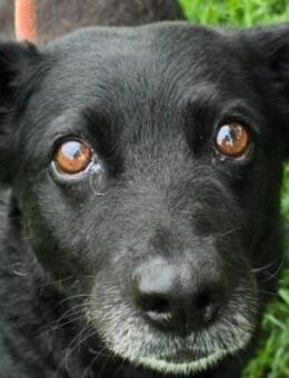 Uma - liebe Maus sucht ruhiges Zuhause - Süderbrarup