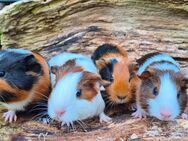 Meerschweinchen - Schlierbach
