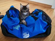 Maine Coon Kätzchen - Schwandorf