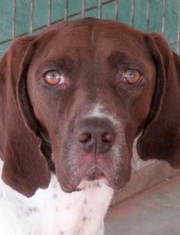 Kili -sehr guter Charakter, freundlich- - Oldenburg