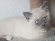 Zauberhafte reinrassige BKH Kitten - Gülzow-Prüzen