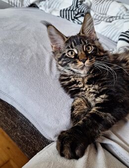 Maine Coon - Liebenau (Niedersachsen)