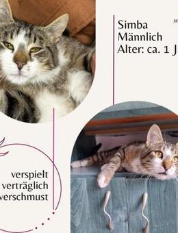 freundlich verspielter junger Bub Simba - Rambin