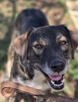 unsichere Fawn sucht Ihre Menschen - Kallmünz