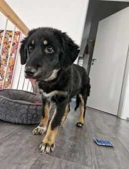 Romy, lieb, sozial, katzenverträglich - Seefeld (Bayern)