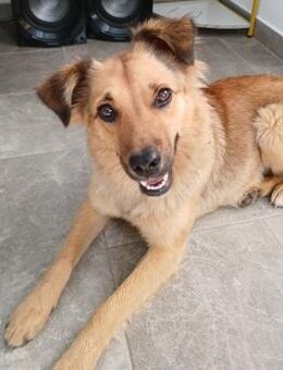 🌟Sanfte Hündin Rachel🌟 - Eislingen (Fils)