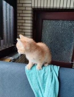 Katzen Kitten Babykatzen - Buchholz (Niedersachsen)