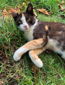 Junge Katze vom Frühjahr - Unterreit