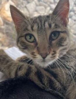 Entdeckerin Danni Louise - Ellerbek