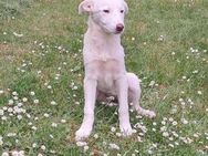 Schlaue Juka sucht ihre Familie - Großefehn