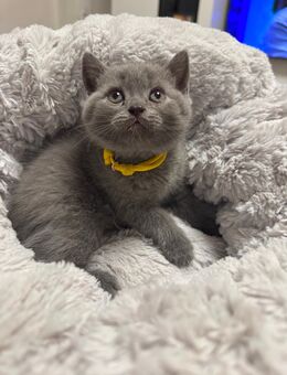 Bkh kitten - Aachen