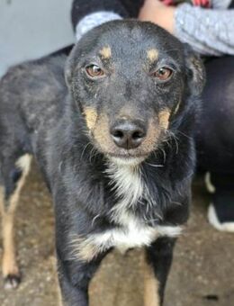 Rio 💗 Herzenshund sucht Familie! - Hamburg