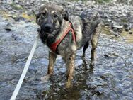 Kleiner Karli sucht sein Körbchen - München