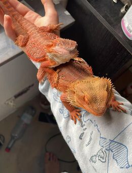 2 Weibliche 1/2 Red Monster suchen neues daheim - Backnang
