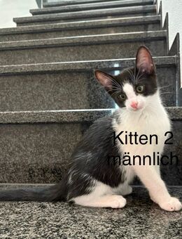 Russischblau Kitten geb. am 02.10 - Eisingen (Baden-Württemberg)
