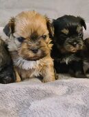 Zauberhafte kleine Shih Tzu Welpen in 14974