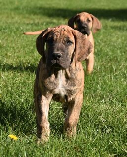 Deutsche Doggen Welpen mit Ahnennachweis