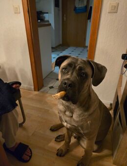 Cane corso in liebevolle Hände abzugeben - Oberbettingen