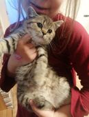 BKH Kitten in 01904