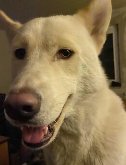 Huskyrüde sucht neues zu Hause - Halberstadt Zentrum
