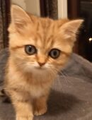 Britisch Kurzhaar Kitten in 64711