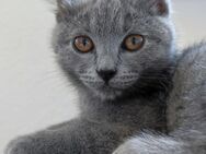 -Kewpie- Grau Mix Kitten/Junge - Hannover