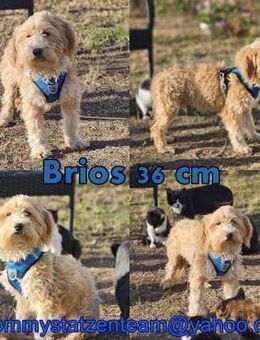 Brios wurde als Spielzeug angeschafft - Schafflund