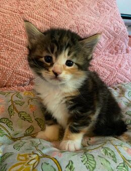 Norwegische Waldkatze Kitten - Elmshorn