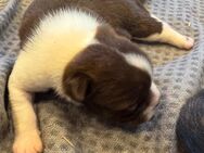 Boston Terrier Mix Welpen :) - Blankenheim (Nordrhein-Westfalen)