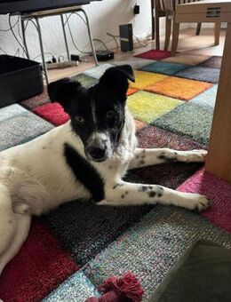 Falk - der Hübsche 🫶🏻 - Elsdorf (Nordrhein-Westfalen)