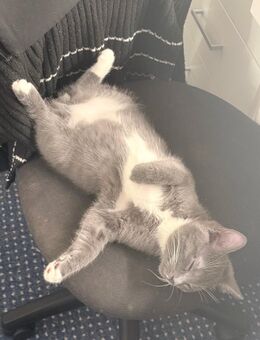 Baby Katze abzugeben - Berlin Spandau