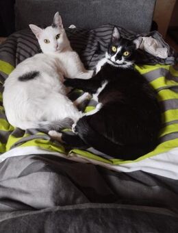 Buffy und Mitsi aus dem Tierschutz - Grevenbroich