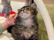 Britisch Langhaar Kitten - Winterthur